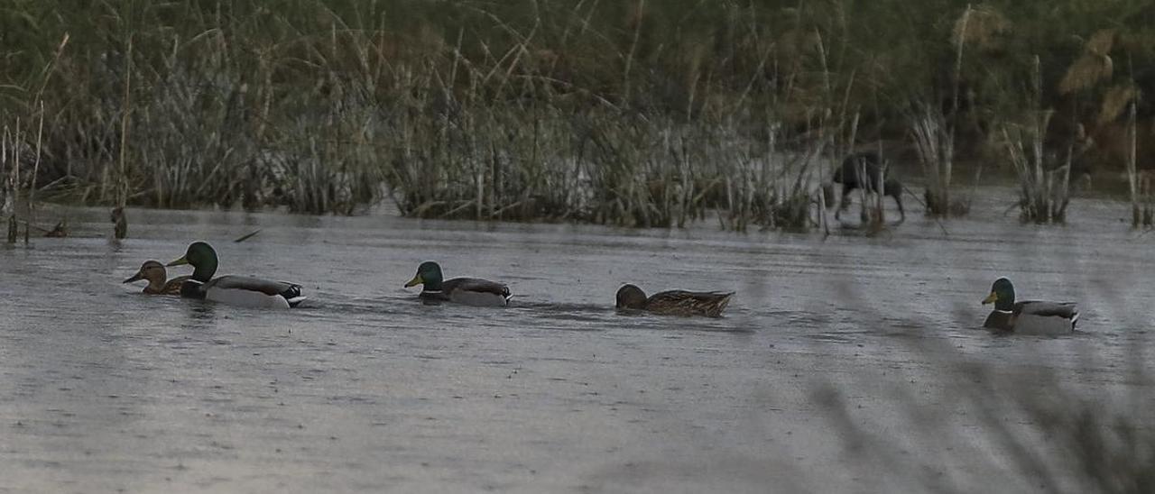 24 parejas del pato más amenazado de Europa se reproducen en El Hondo