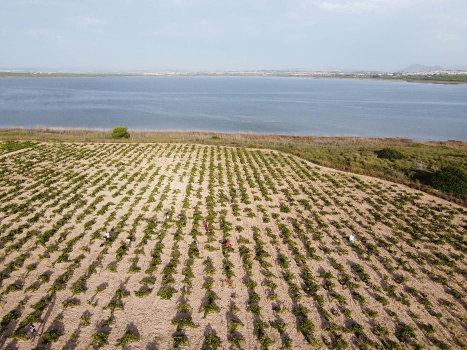 Comienza la vendimia más temprana de la península el parque natural de la laguna de La Mata. Sopla Levante elabora vinos de calidad del viñedo singular matero, sobre dunas fósiles, entre la laguna y e