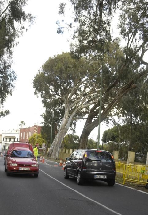 CAIDA DE UNA EUCALIPTO EN LA CARRETERA DE TAFIRA ...