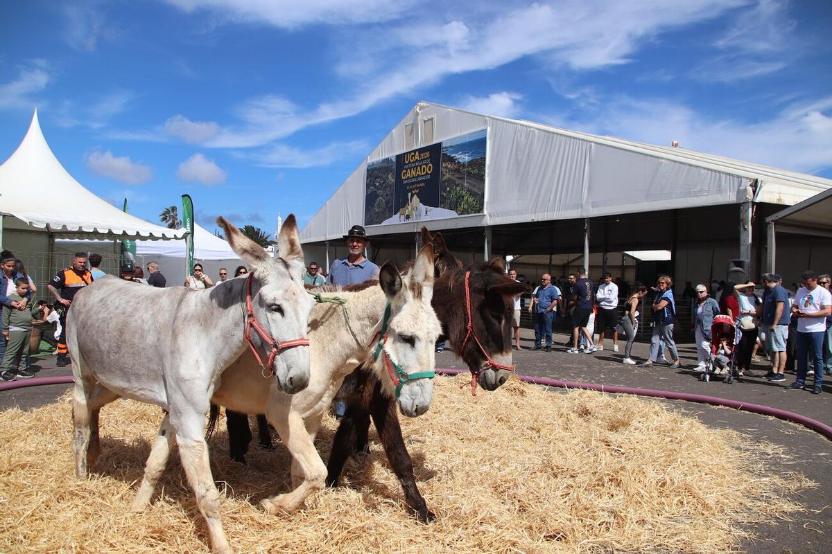 Feria de Ganado de Lanzarote en Uga 2026