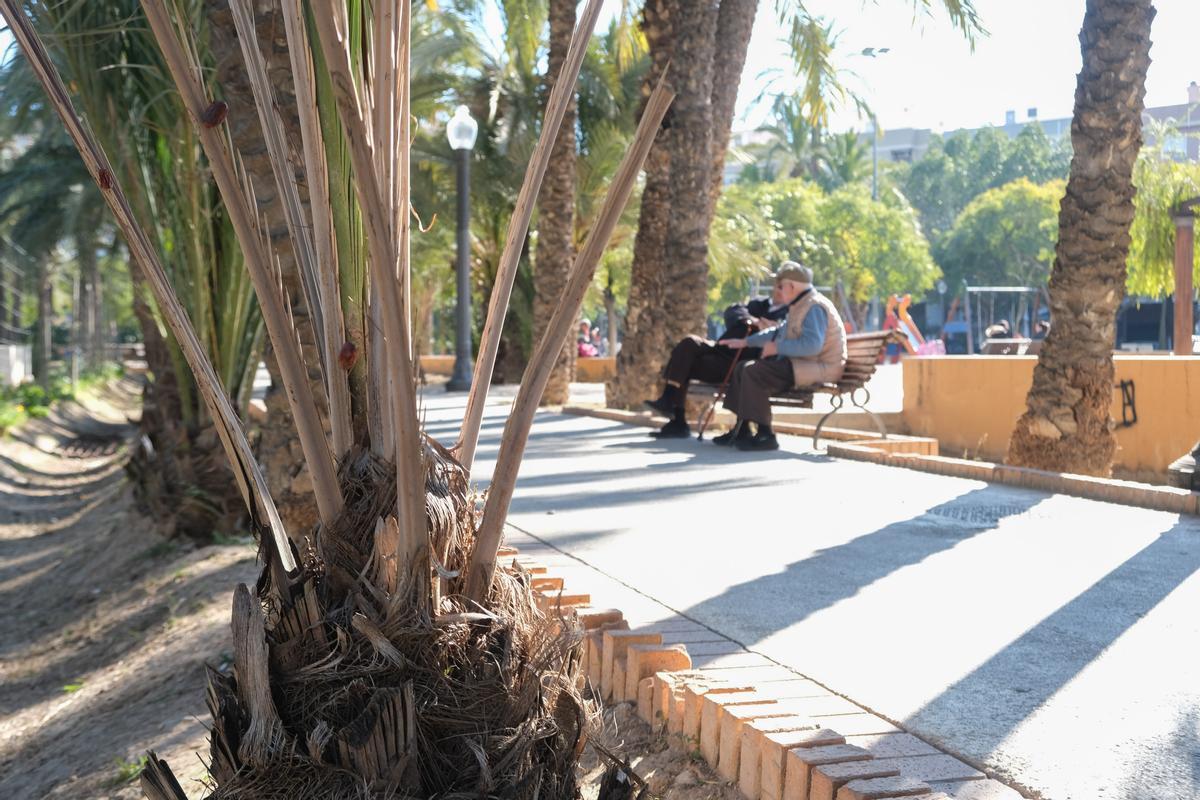 ELCHE. PALMERAS SECAS EN EL HUERTO DE LA CUERNA DE ALTABIX