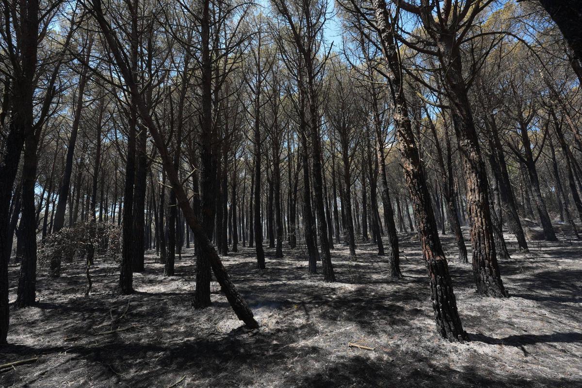 Galeria de fotos: l'incendi de les Gavarres calcina una casa a Calonge Galeria de fotos: l'incendi de les Gavarres calcina una casa a Calonge