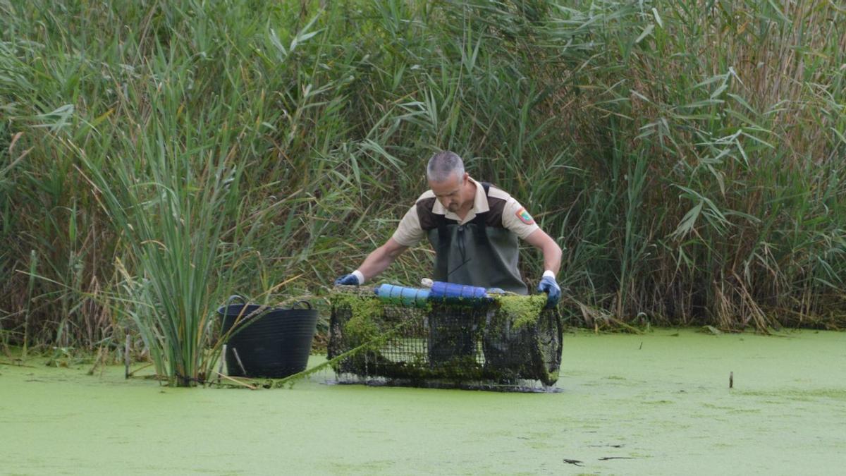 Uno de los guardias del paraje protegido de la Desembocadura del Millars comprueba han entrado tortugas en la trampa llamada 'mornell'.