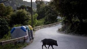 Barcelona 13/05/2022 Jabalíes por Collserola Jabalí por la zona del Rectoret Foto de Ferran Nadeu
