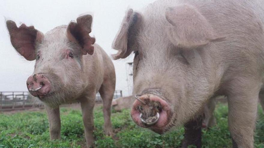 China cría cerdos gigantes como osos polares ante la escasez de carne