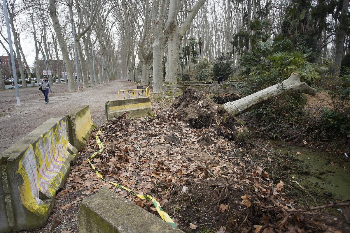 La resta d'un dels arbres, al costat del canal.