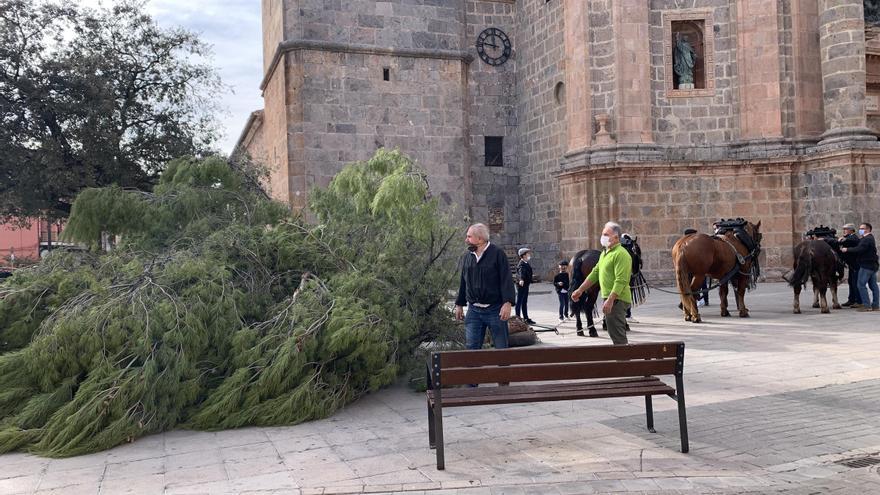 La Vall recupera la tradición de la 'baixà del pi' de San Antonio