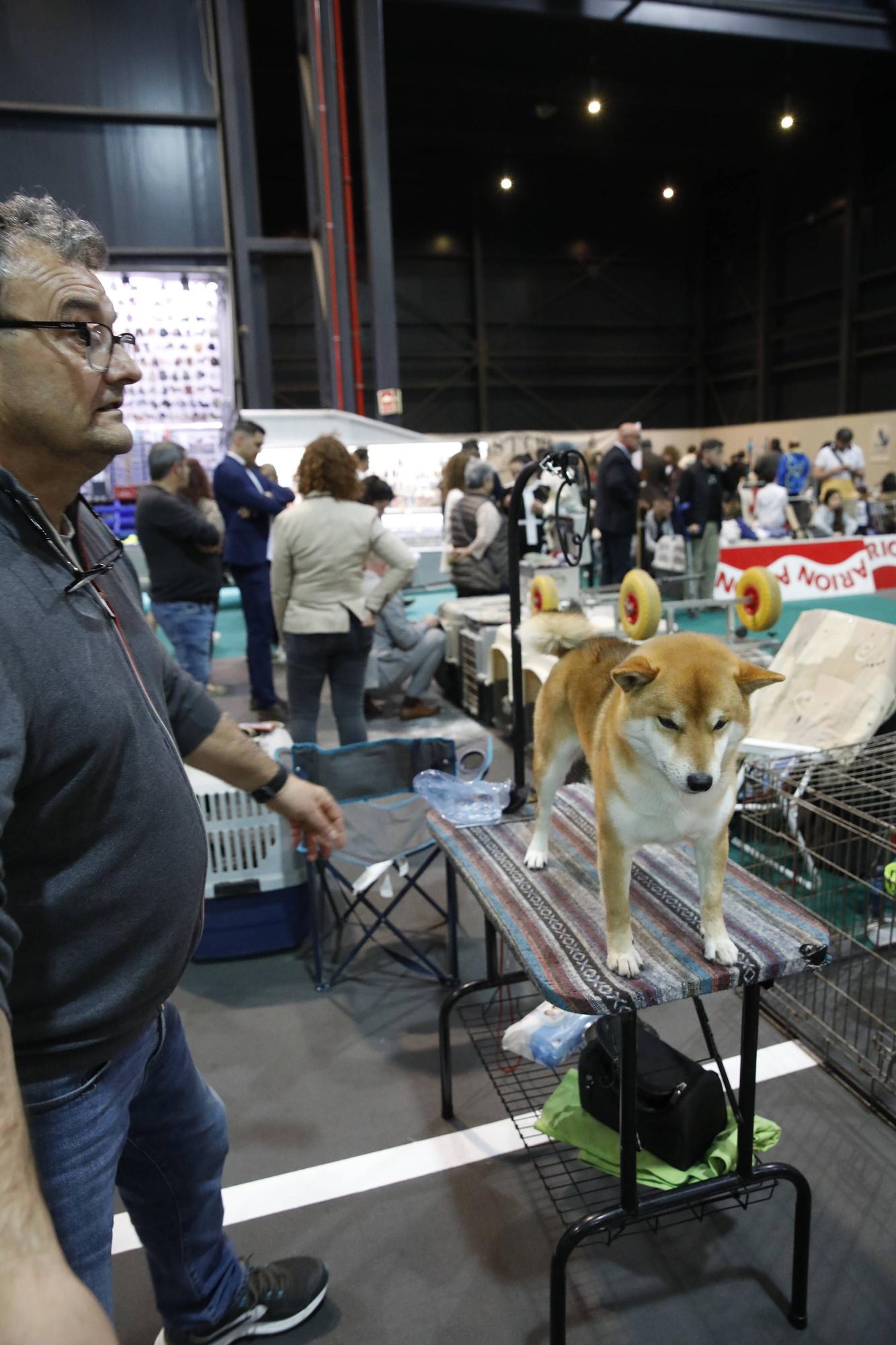 Así ha sido el evento Espacio Mascotas en Gijón
