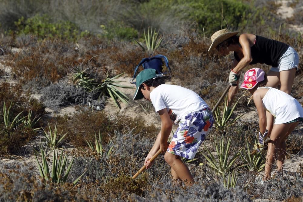 Limpieza de plantas invasoras en la Devesa del Saler