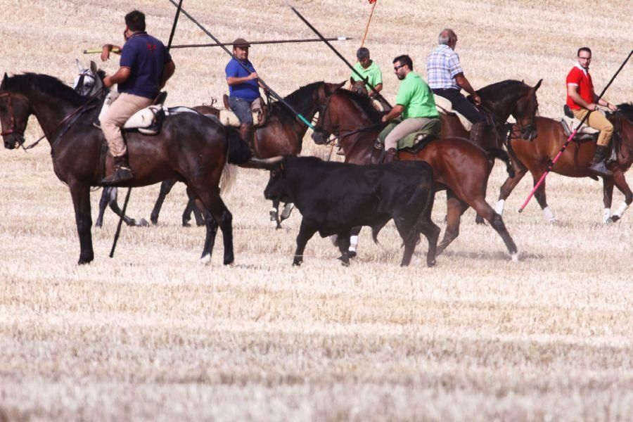 Fiestas en Zamora: Encierro campero en VIllaescusa