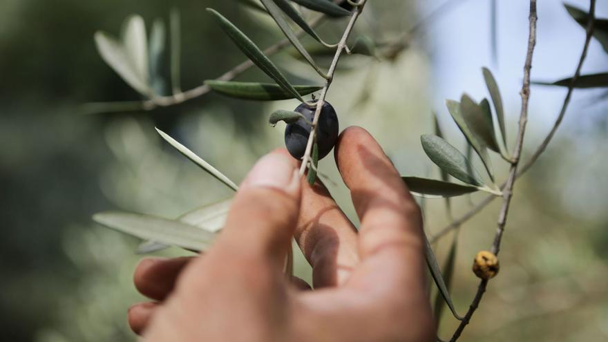 Asaja denuncia en Málaga que las aceitunas no han generado el rendimiento esperado, por lo que el precio del aceite puede seguir en máximos.