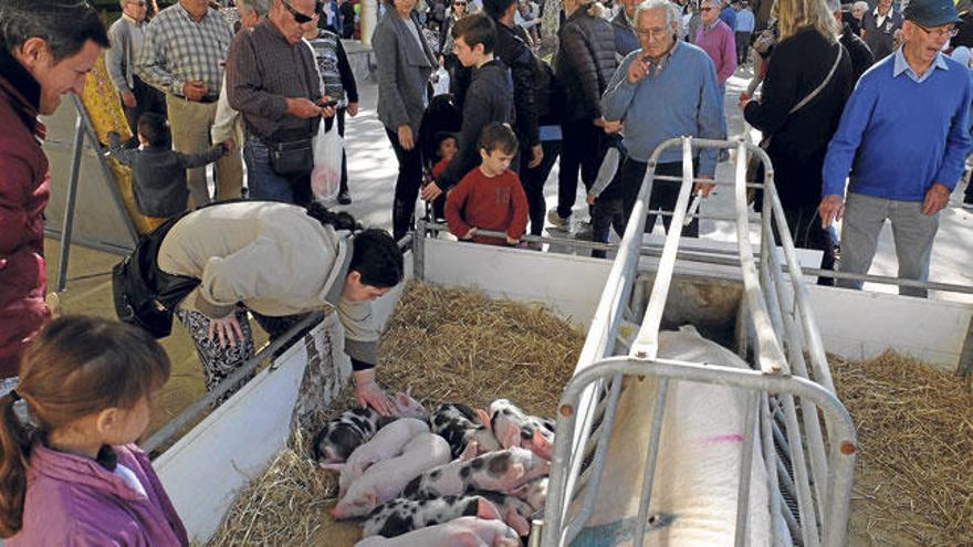 Junto a la muestra de cerdo negro se pudieron ver ejemplares de otras razas porcinas.