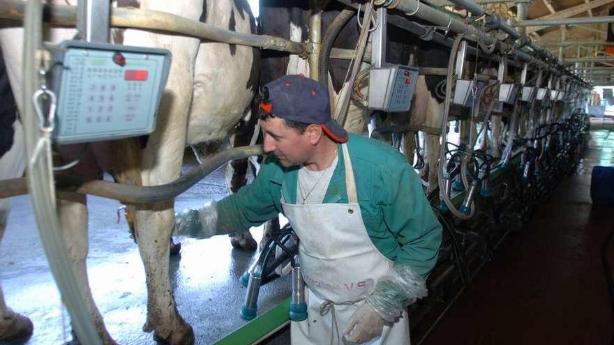 Un ganadero en una explotación láctea de Lalín. // Bernabé/Javier Lalín