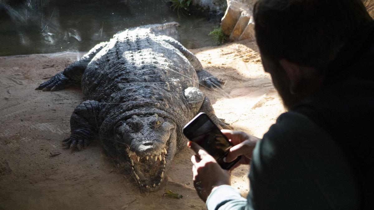 Cara a cara con los animales salvajes, visitante y cocodrilo