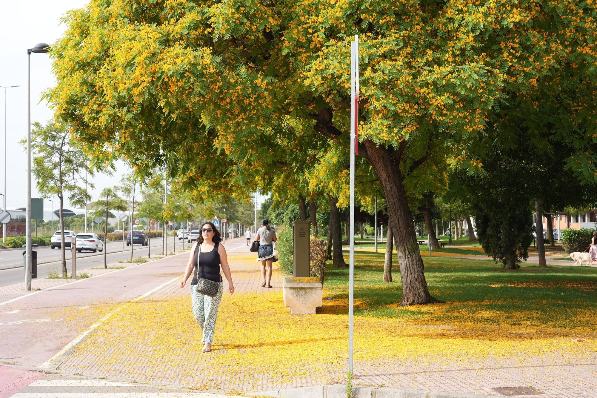 La floración tiñe las calles de Castelló