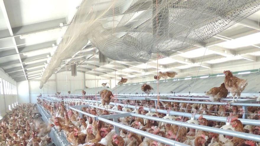 UPA pide que las granjas avícolas de Zamora puedan asegurarse