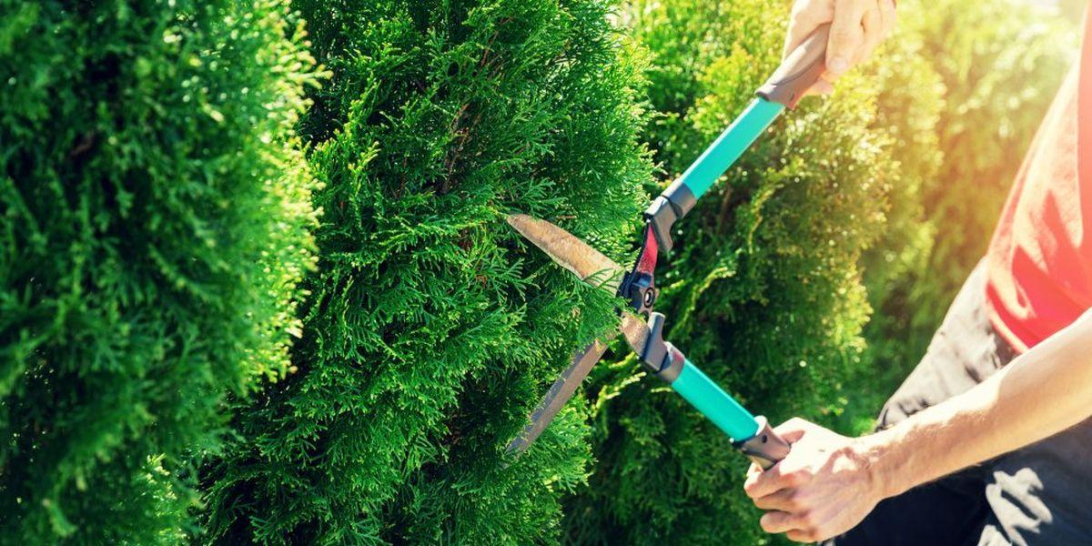 La Vall d'Uixó formará durante un año a 40 personas desempleadas en jardinería, albañilería, administración y atención sociosanitaria.