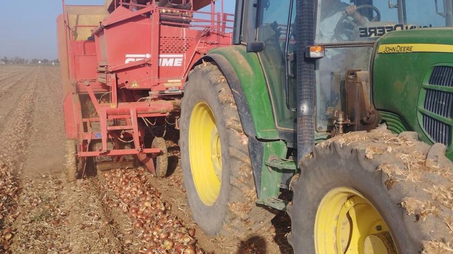 La Vega de Antequera exportará este año el 60% de su cebolla tardía