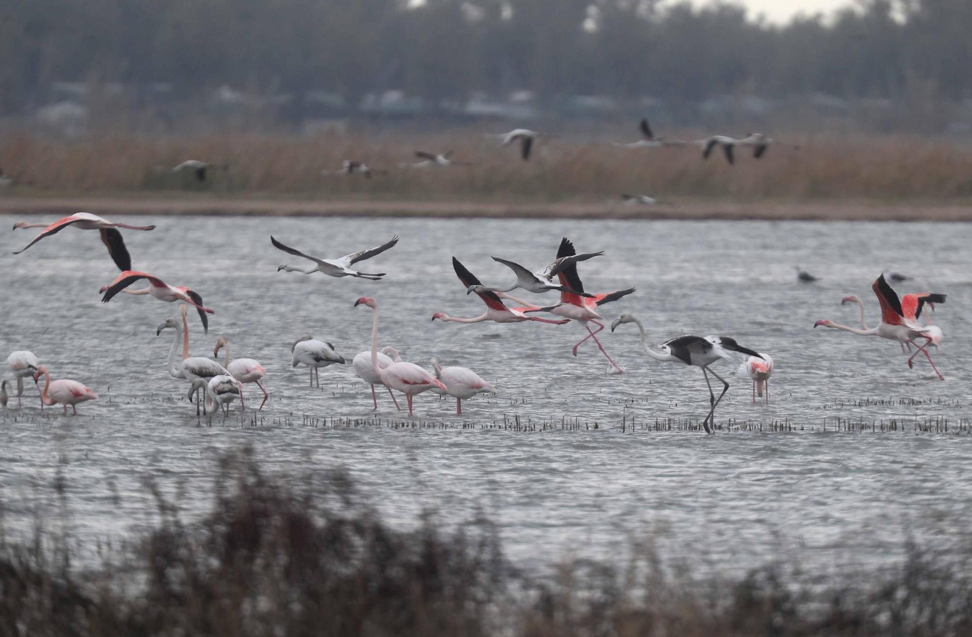 L'Albufera a rebosar de flamencos