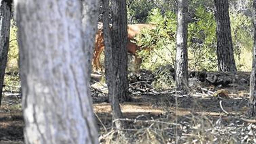 El Seprona se suma a la búsqueda de la vaca