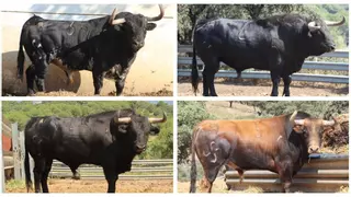 Moncofa exhibirá cuatro toros cerriles de Venta Nueva en sus fiestas patronales