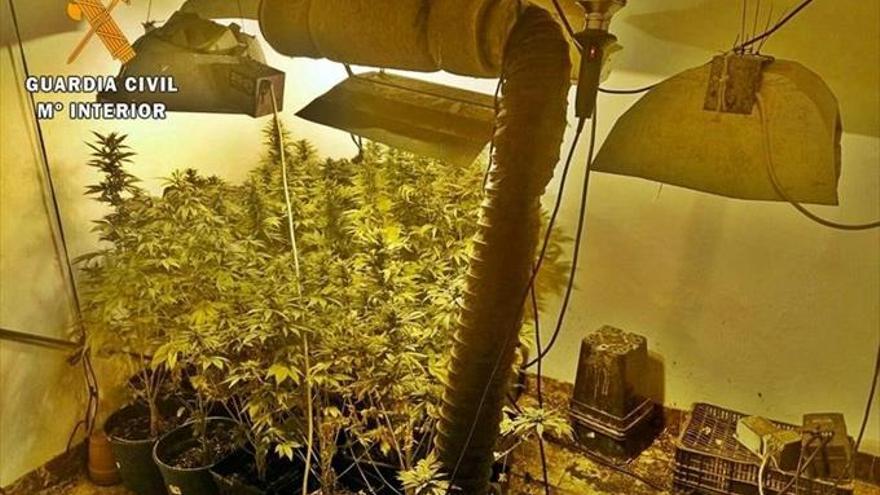 Desmantelados dos puntos de cultivo de marihuana en una finca de Alburquerque