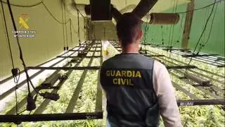 Seis detenidos y 1.500 plantas de marihuana incautadas cerca de Santiago