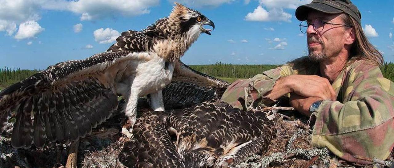 El ornitólogo finlandés Matti Suopajarvi, en un nido de águila pescadora con dos pollos.