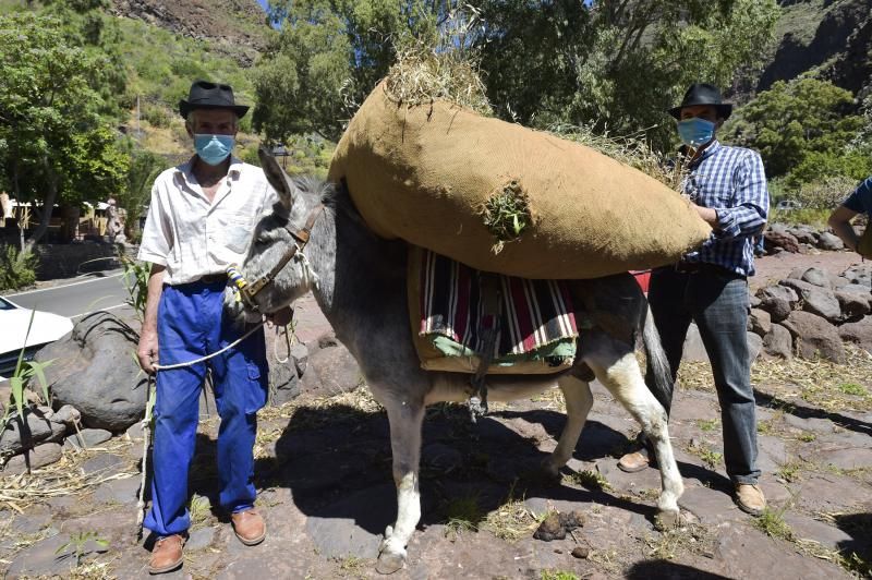 Inauguración del camino de las bestias en Ingenio