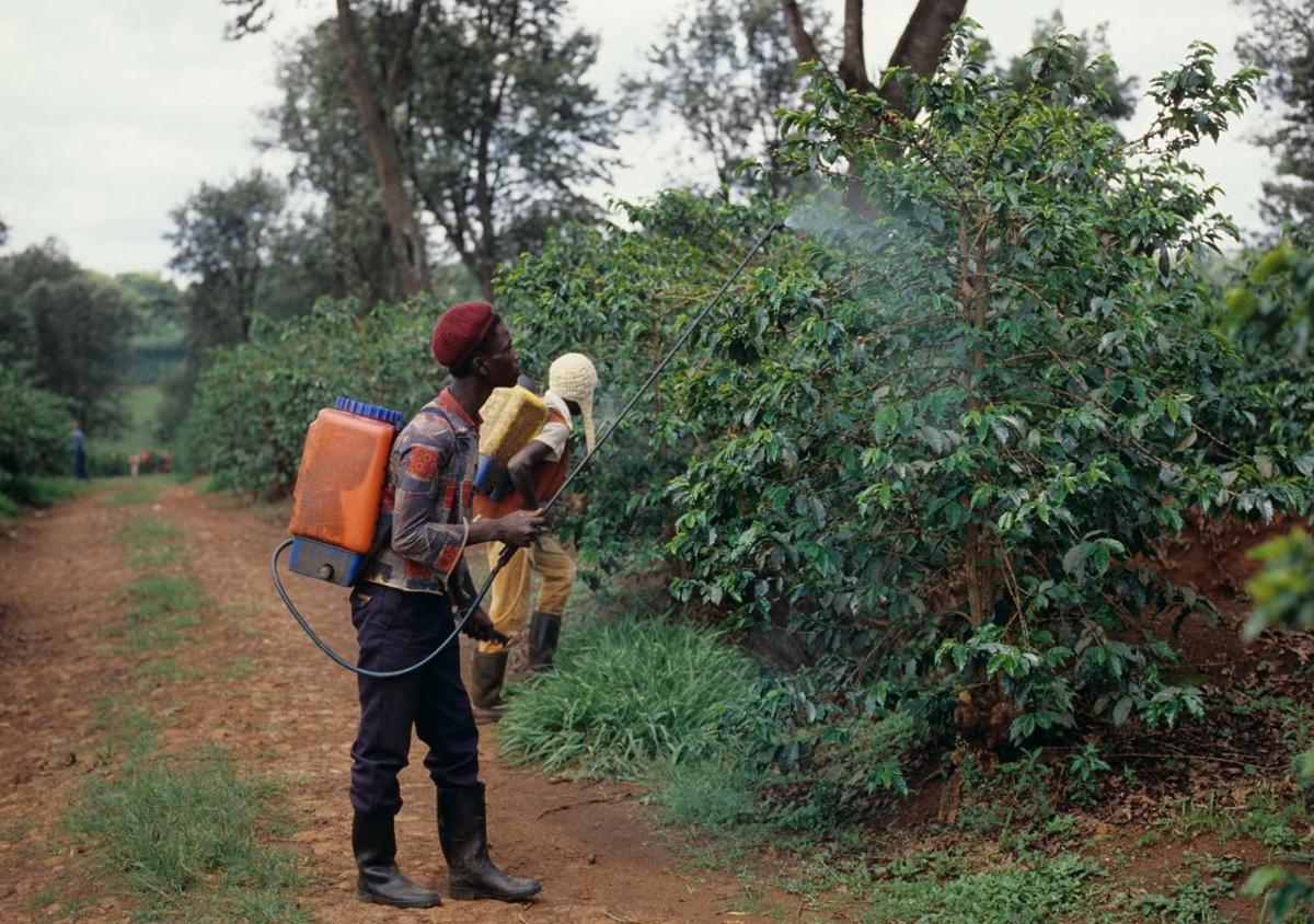 Agricultores africanos aplicando pesticidas en plantas de café
