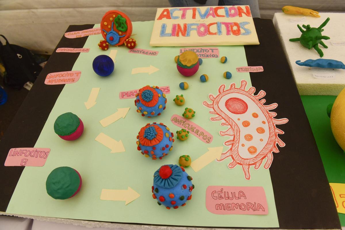 Proyecto del sistema inmunitario del Eduardo Blanco Amor.