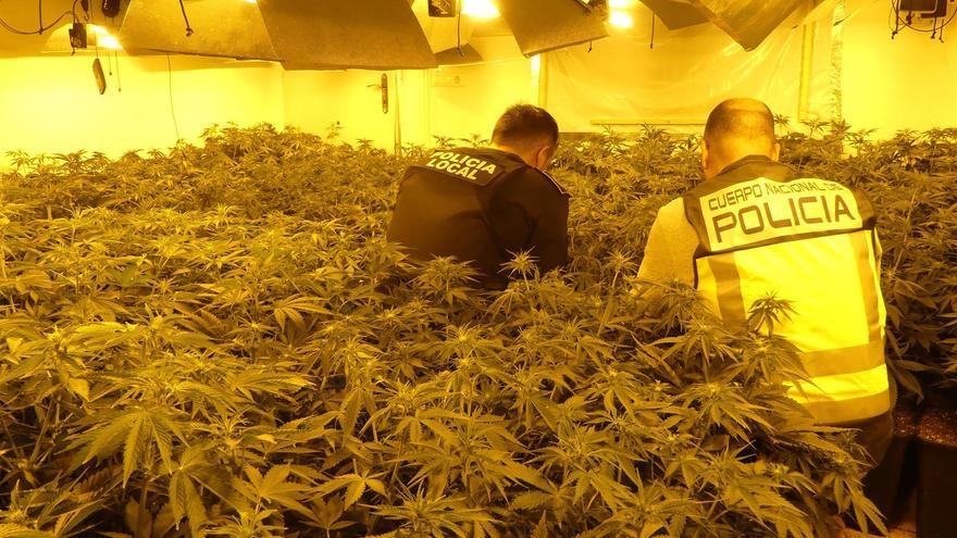 Golpe al tráfico de marihuana con varios detenidos en Murcia, Lorca y Alicante