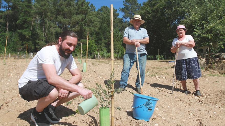 Fermina y Antonio, de “colleiteiros” de vino en O Ribeiro a olivareros: “La viña exigía mucho”