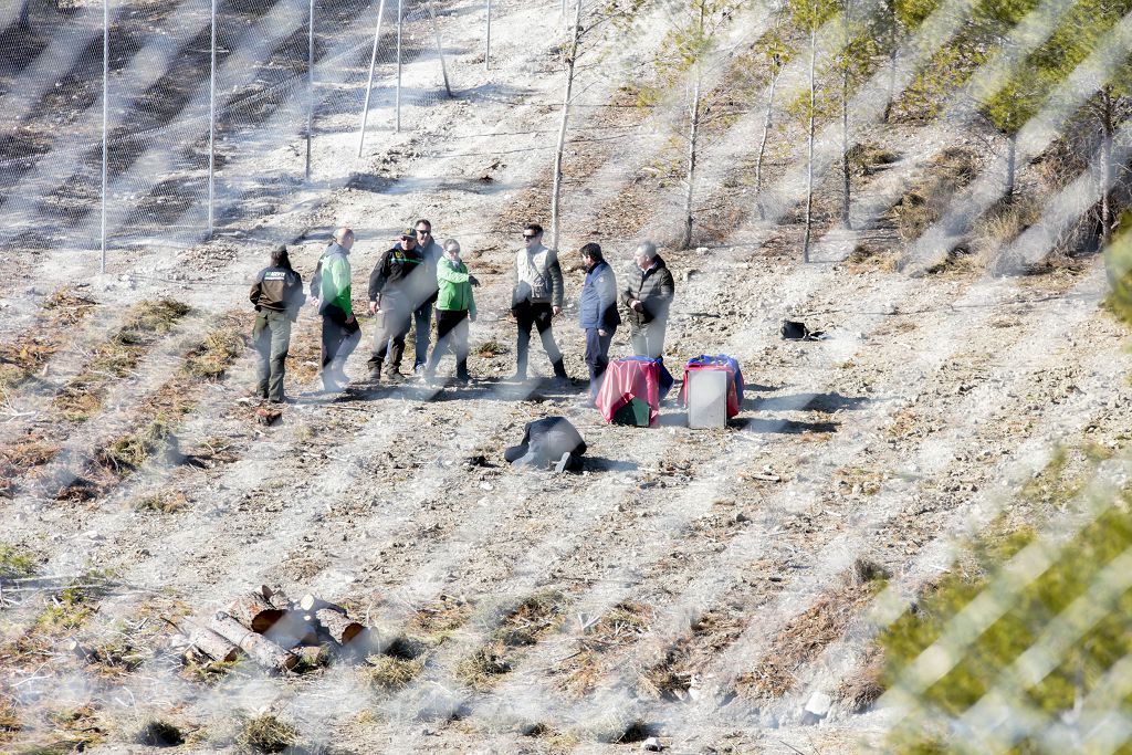 Las imágenes de la llegada de tres ejemplares de lince ibérico a las montañas de Lorca