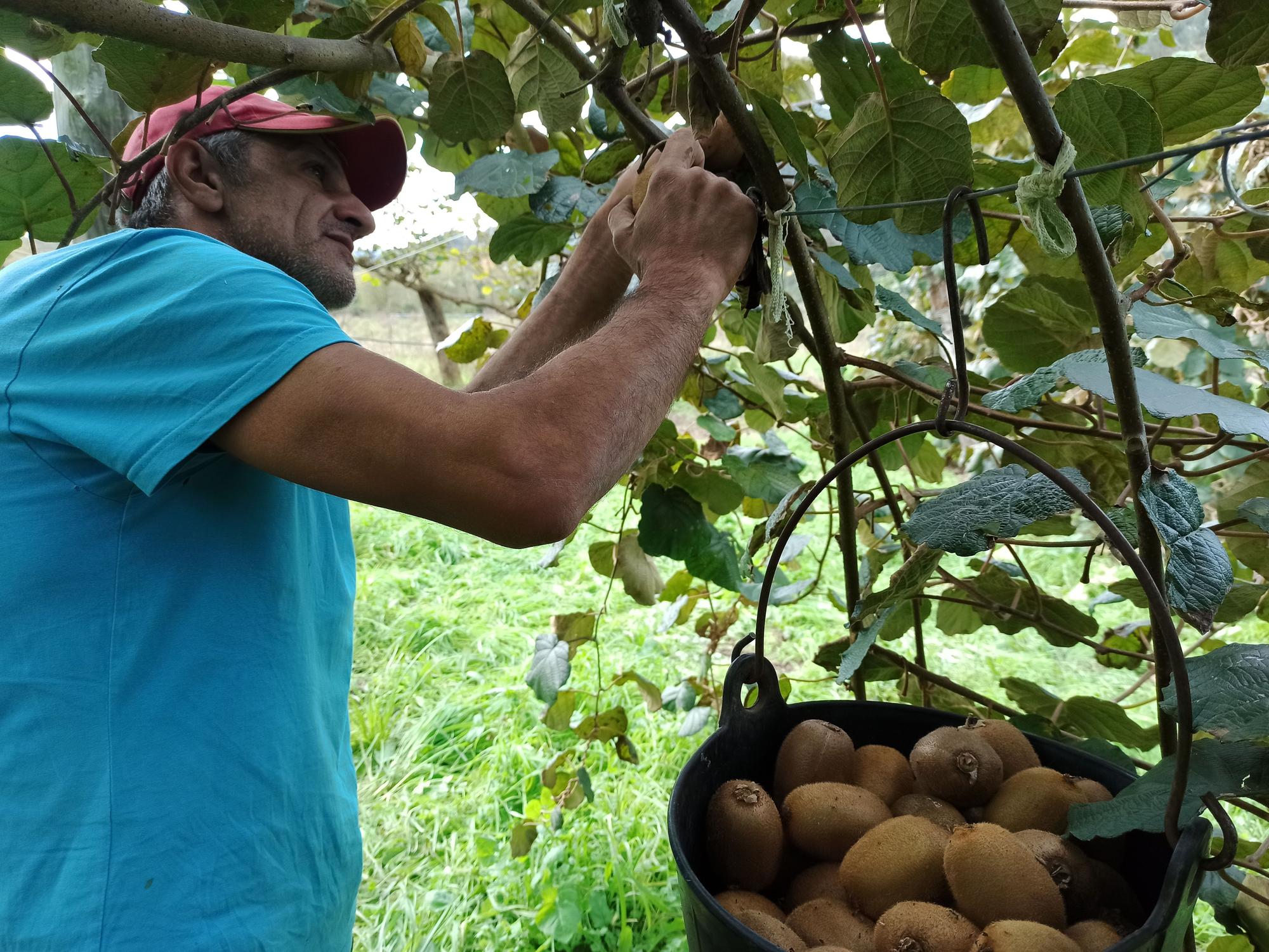 EN IMÁGENES: Inicio de la cosecha de kiwis en Pravia