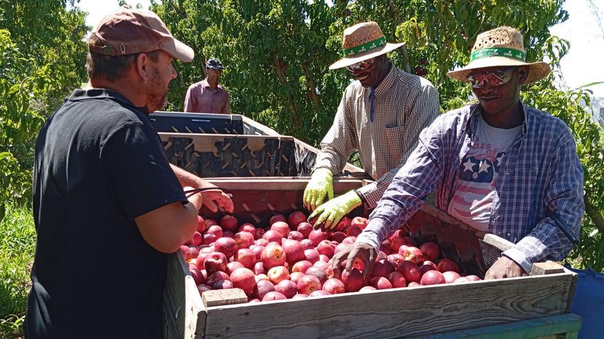 Los agricultores exigen &quot;garantías&quot; a la hora de fijar los precios de la fruta