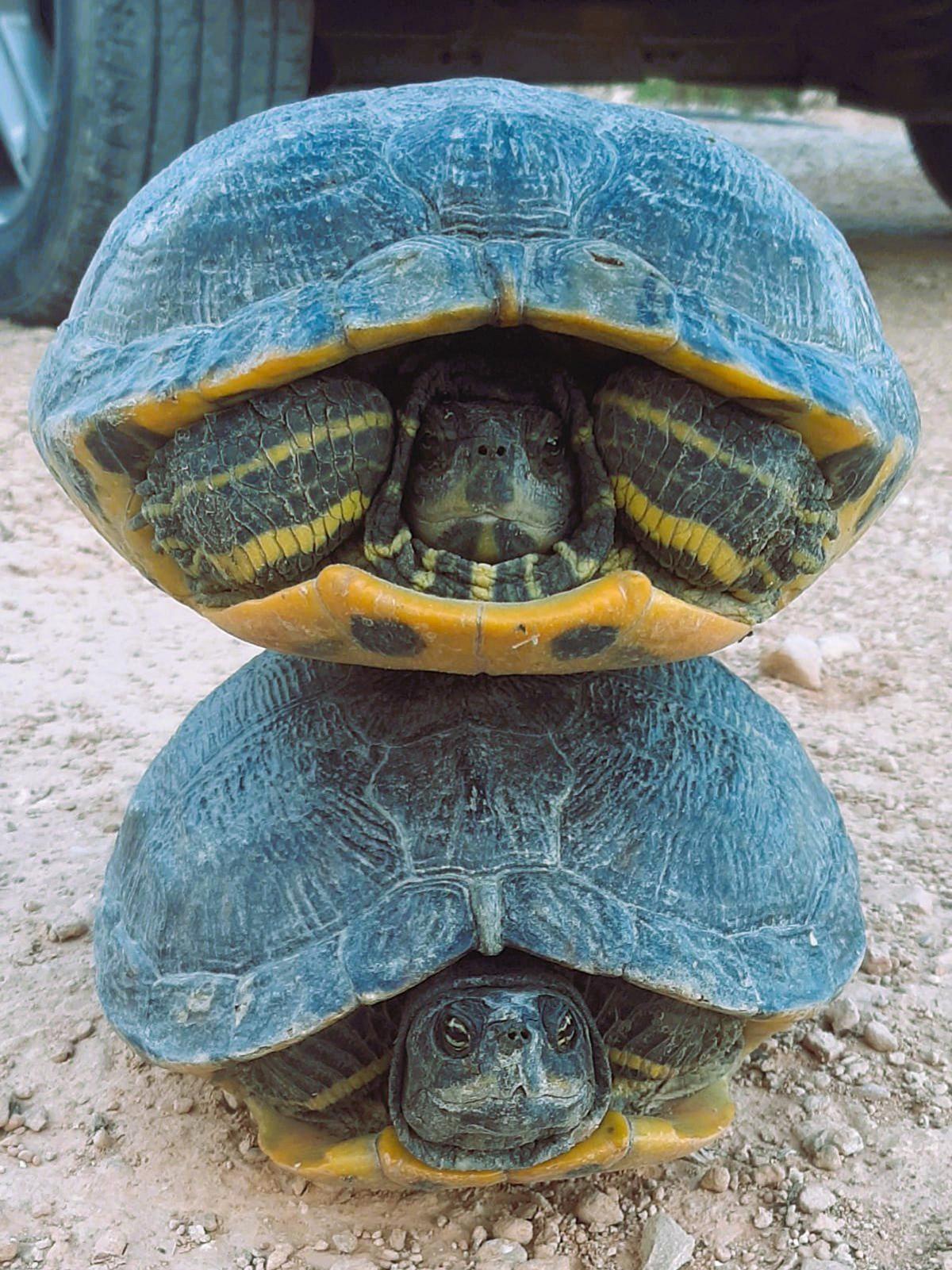 Educación ambiental con la brigada ambiental de la Policía Local de Elche