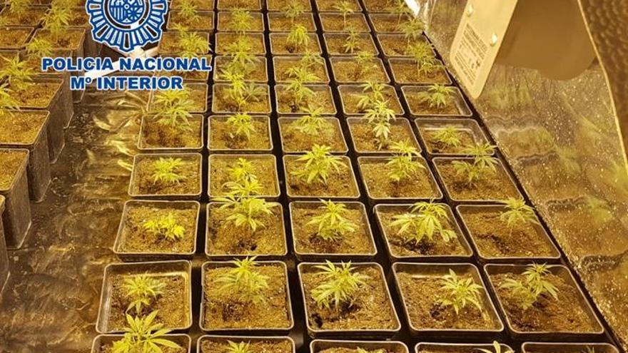 Desmantelada una plantación de marihuana en Villarrubia