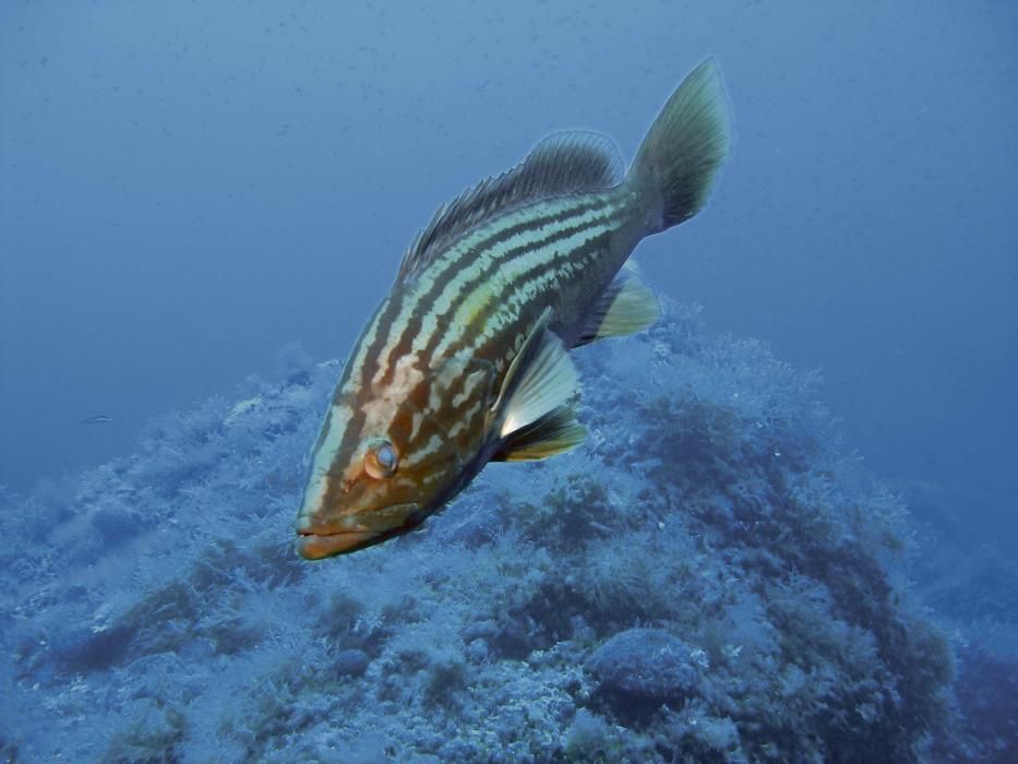 Un anfós llis (Epinephelus costae), una especie de mero más alargado.