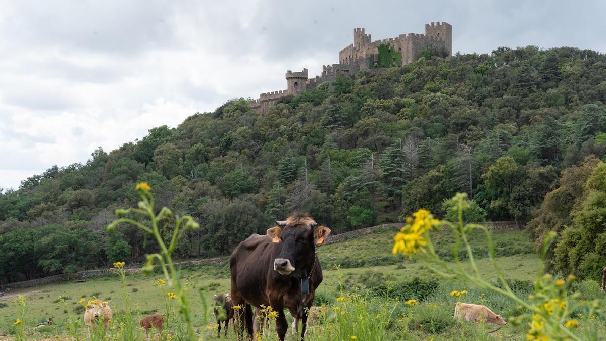 Vaques de l'Albera pasturant sota el castell de Requesens.