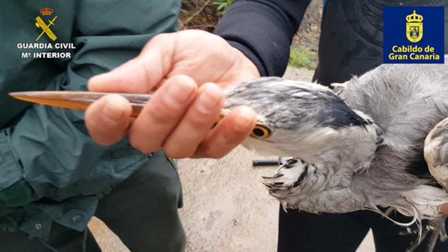 Rescate de película de una garza real en Guía