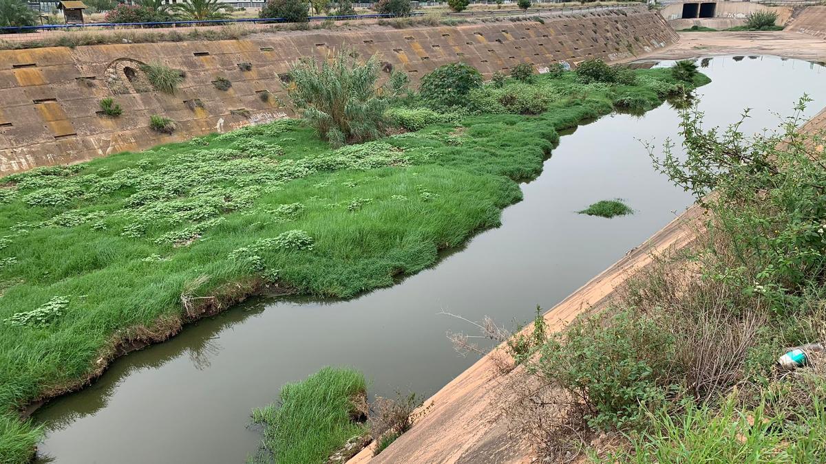 El agua estancada, un vivero de larvas de mosquitos según denuncian los vecinos de este barrio de Castelló.