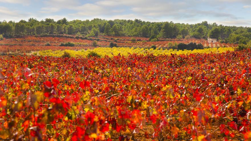 Enoturismo y mucho más, a menos de una hora de València