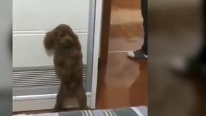 whatsapp-video-2020-03-17-at-164125 vid  17 164353