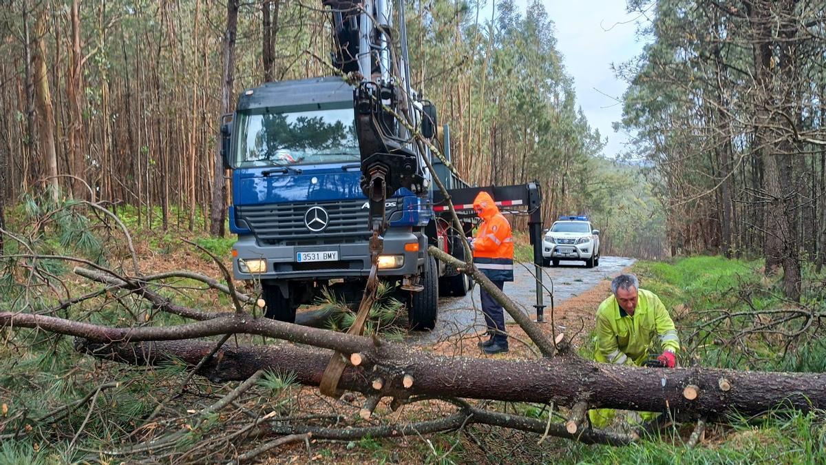 Árboles caídos sobre la carretera que une Corcubión con el faro Cee.