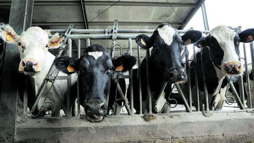 Vacas en una explotación familiar de Lalín. / BERNABÉ /JAVIER LALÍN