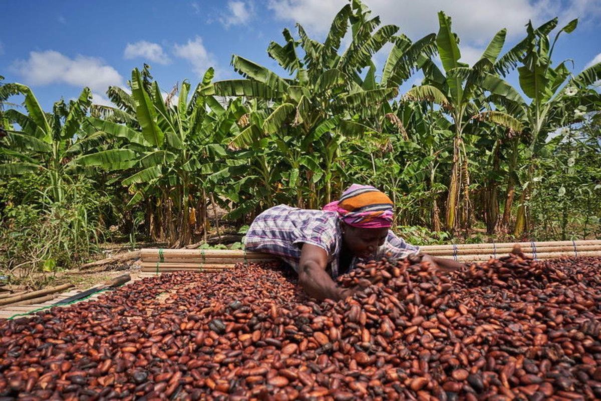 Una mujer trabaja con cacao en Ghana