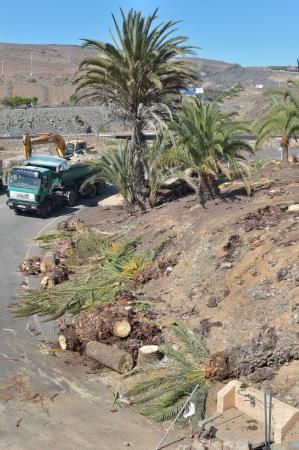 16-08-2018 LAS PALMAS DE GRAN CANARIA. Palmeras taladas en la obra de la rotonda de El Veril. Fotógrafo: ANDRES CRUZ  | 16/08/2018 | Fotógrafo: Andrés Cruz