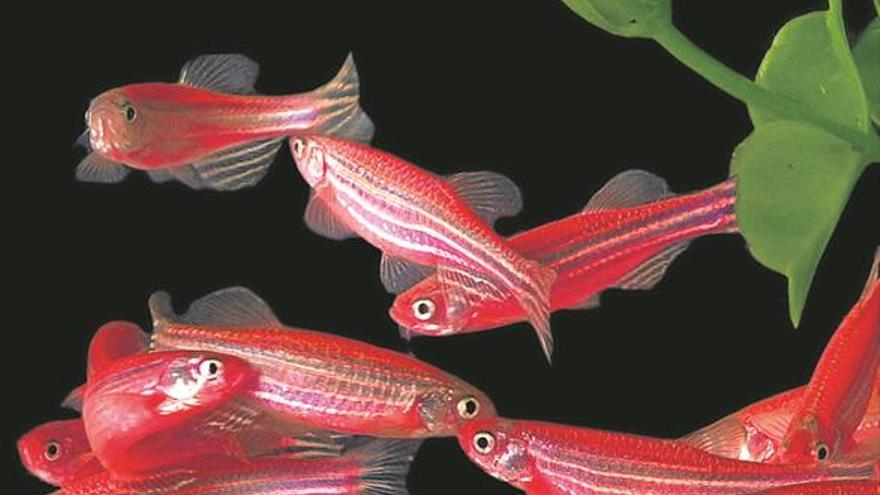 Temperaturas altas originan peces hembra con genes masculinos