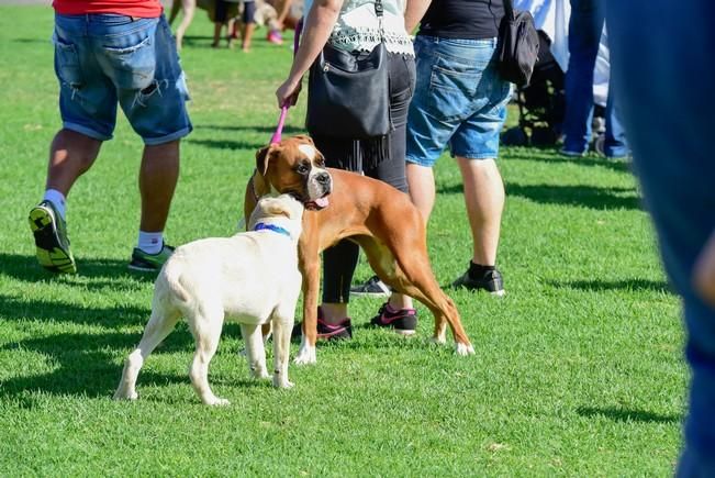 10/12/2016 MASPALOMAS. Feria de Mascotas Maspalomas 2016.Foto: SABRINA CEBALLOS